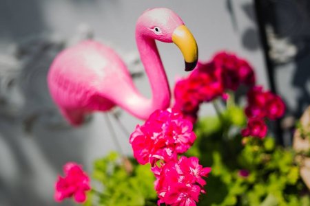 פלמינגו ופרחים